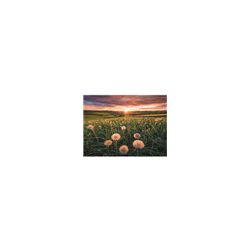 Ravensburger Puzzle - Pusteblumen im Sonnenuntergang - 500pc-16990