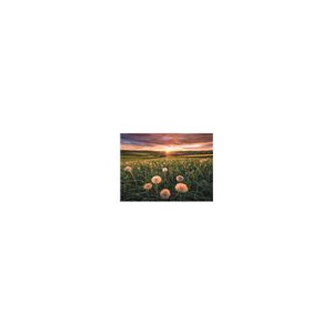 Ravensburger Puzzle - Pusteblumen im Sonnenuntergang - 500pc-16990